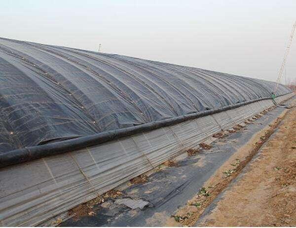 為什么無(wú)紡布在蔬菜大棚上廣受歡迎